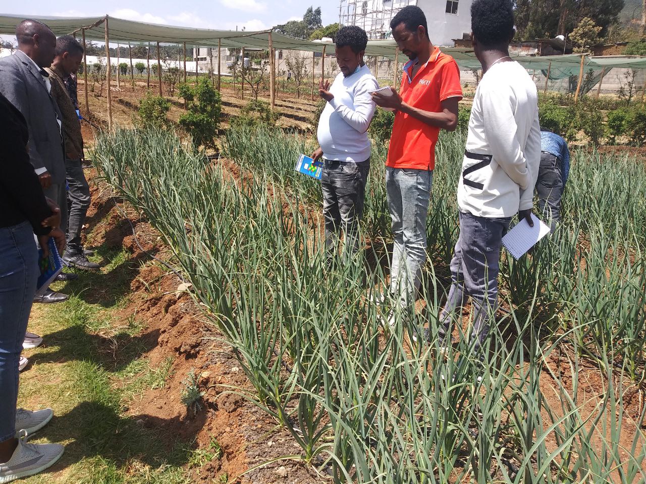 A capacity building training was delivered for agricultural experts from Addis Ababa 