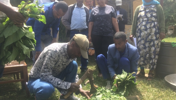 creating healthy soil for healthy plant, environment and food